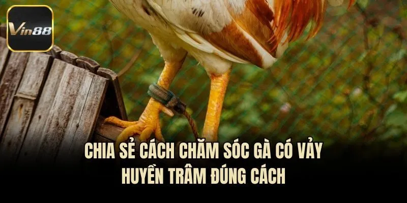 Chia sẻ cách chăm sóc gà có vảy Huyền Trâm đúng cách