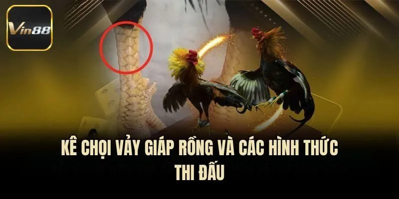 Kê chọi vảy giáp rồng và các hình thức thi đấu