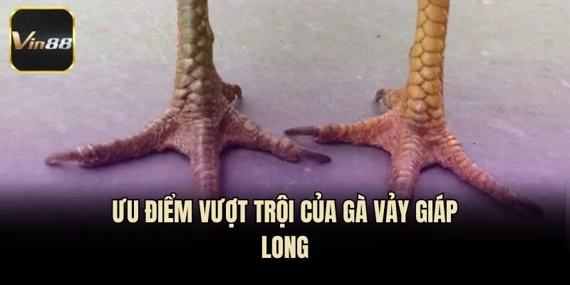 Ưu điểm vượt trội của gà vảy giáp long